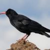 chough99