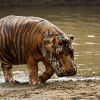 tiger hippo