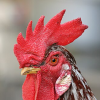 ROOSTER