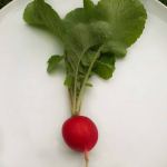 Radish
