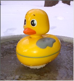 The Duck Ice Bathing