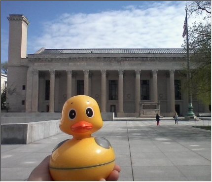 Duck at Yale